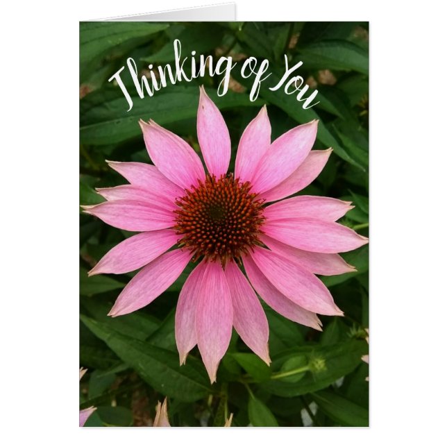 Cartão Bright Purple Coneflower Thinking of You Card (Frente)