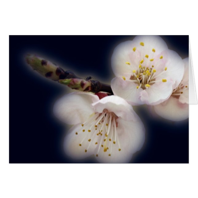 Cartão brilhando à luz da lua (Frente Horizontal)