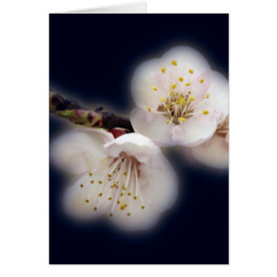 Cartão brilhando à luz da lua