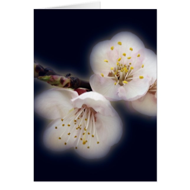 Cartão brilhando à luz da lua (Frente)