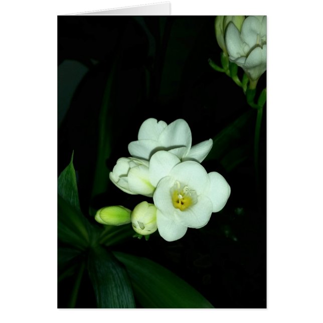 Cartão brilhando no escuro (Frente)