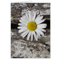 Brilhe seu dia, margarida e madeira velha