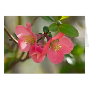 Cartão Brilho Cinzento Rosa