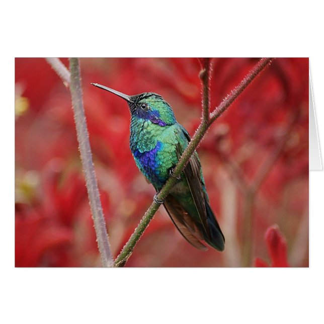 Cartão Brilho Iridescente (Frente Horizontal)