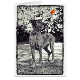 Cartão Brindel Dane Helia