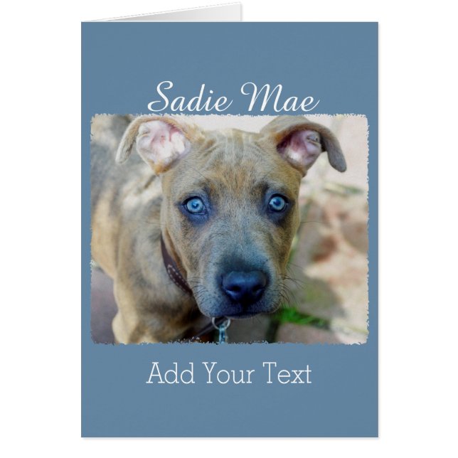 Cartão Brindle Pit Bull Puppy por Shirley Taylor (Frente)