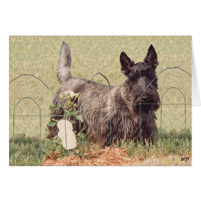 Cartão Brindle Scottish Terrier com Rosas (Frente Horizontal)