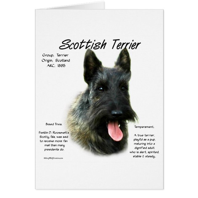Cartão Brindle Scottish Terrier History (Frente)