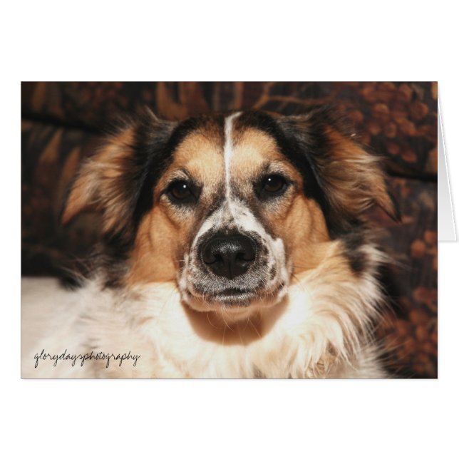 Cartão bristol, fotografia gloriosa do dia (Frente Horizontal)