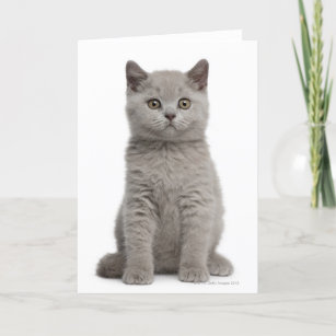 Cartão British Shorthair Kitten (10 semanas) 2