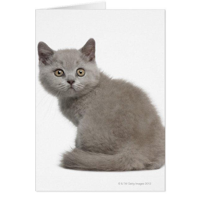 Cartão British Shorthair Kitten (10 semanas de idade) (Frente)