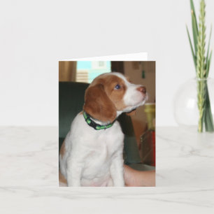 Cartão Brittany Puppy Notecard