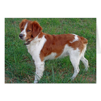 Cartão Brittany Spaniel