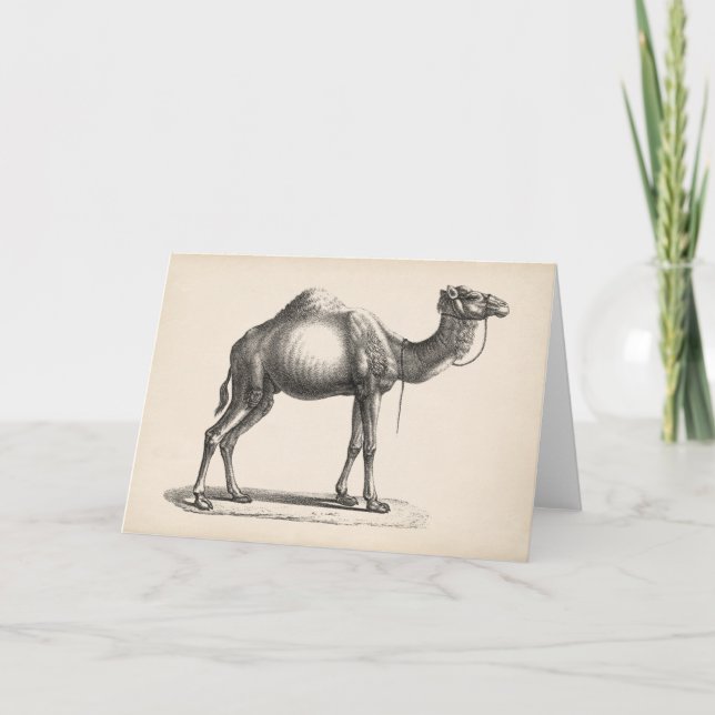 Cartão Brodtmann Dromedary Camel Sketch (Frente)