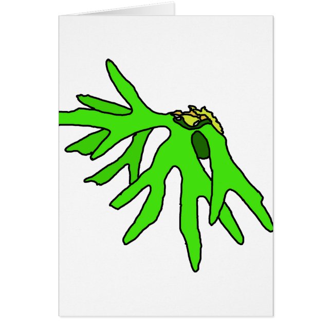 Cartão Bromeliad (Frente)