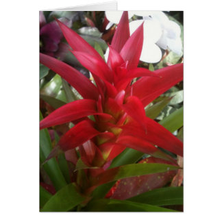 Cartão Bromeliad, vermelho