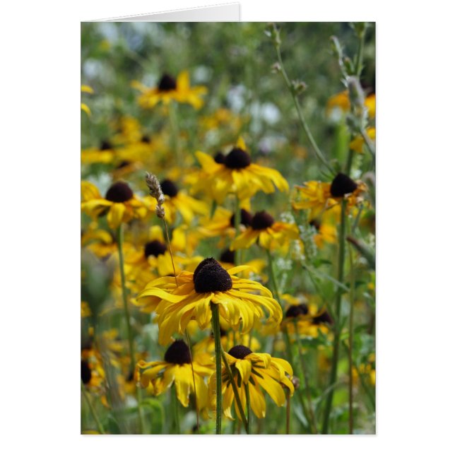 Cartão Brown Eyed Susan Card (Frente)
