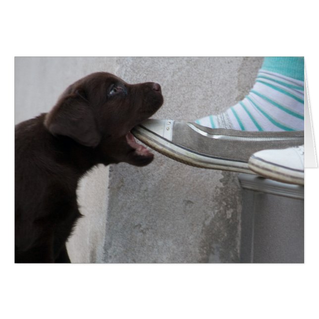 Cartão Brown Labrador Puppy faminto (Frente Horizontal)