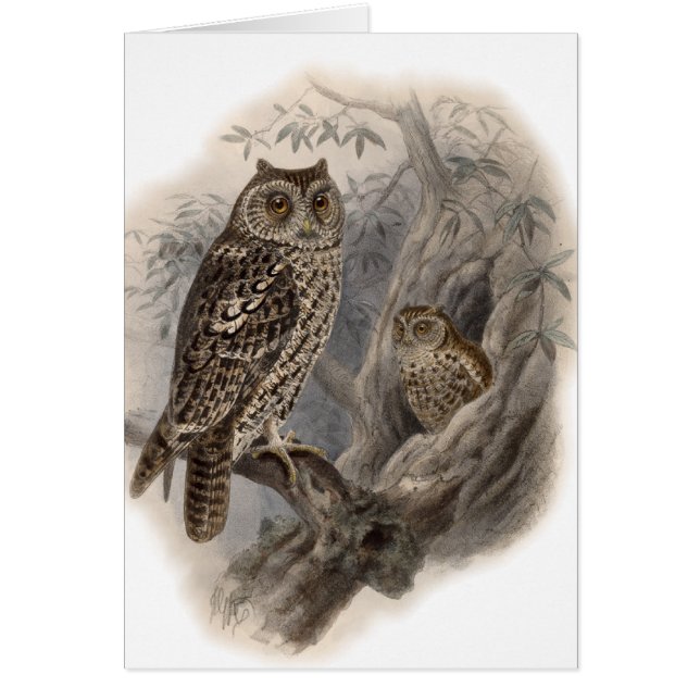 Cartão Brown Owl (Frente)