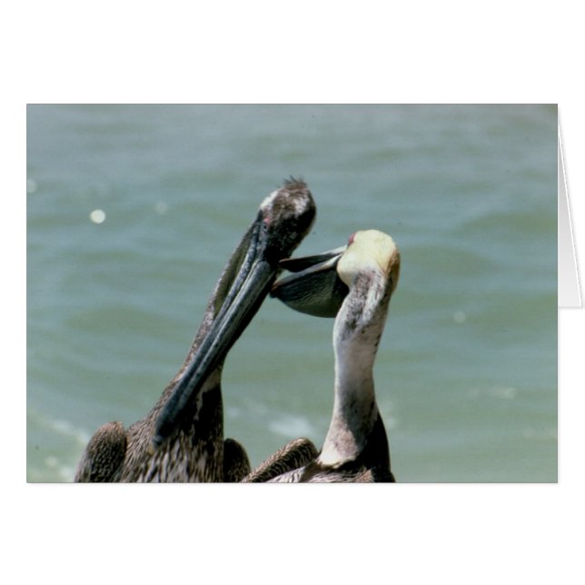 Cartão Brown Pelanes Preening (Frente horizontal)