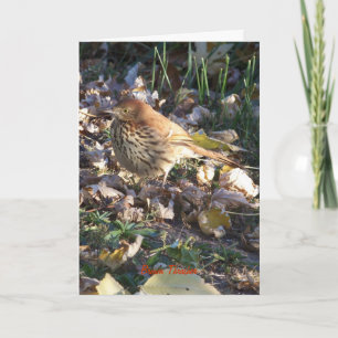 Cartão Brown Thrasher, Sunshine