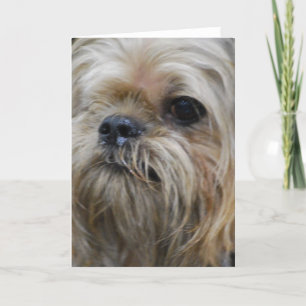 Cartão Brussels Griffon Greeting Card