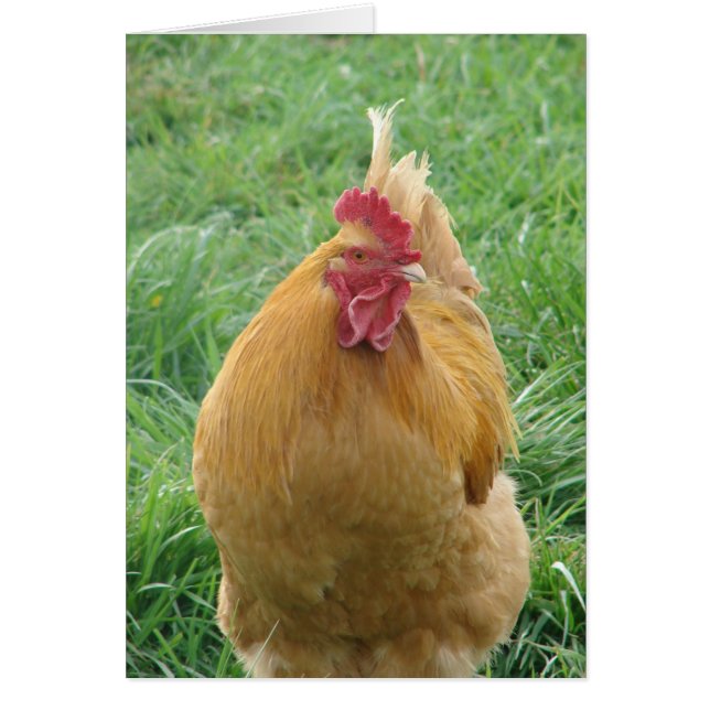 Cartão Brutus (Frente)