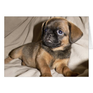 Cartão Bruxelas Griffon Puppy!