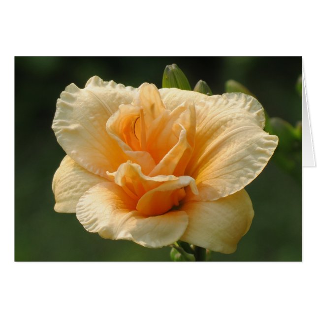 Cartão Bubble - Diário (Frente Horizontal)