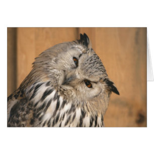 Cartão Bubo bubo sibiricus