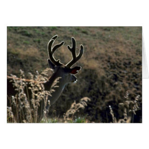 Cartão Buck W/ Velvet Antlers