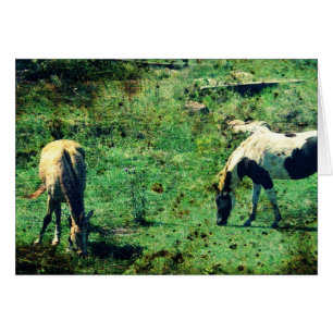 Cartão Buckskin e Pinto