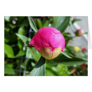 Cartão bud rosa profundo