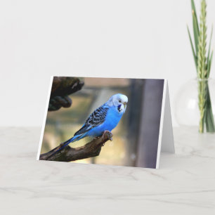 Cartão Budgie azul