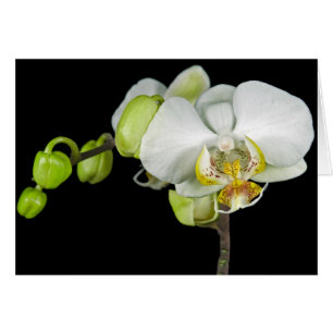 Cartão Buds E Blossomas