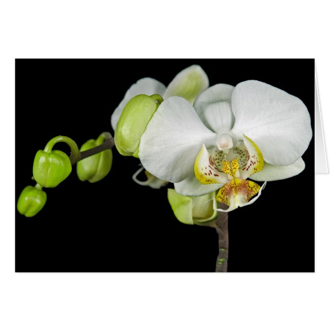 Cartão Buds E Blossomas (Frente Horizontal)