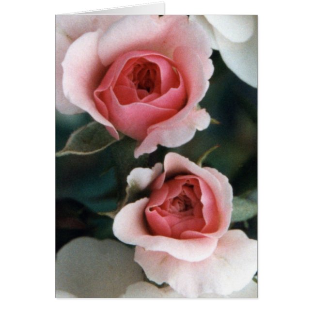 Cartão Buds se tornando florescente (Frente)