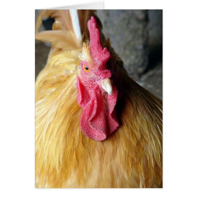 Cartão Buff Orpington Rooster (Frente)