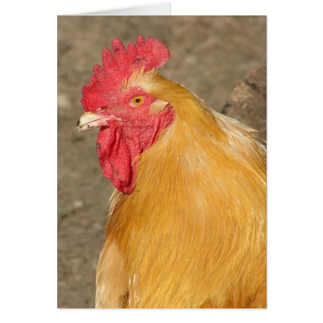 Cartão Buff Orpington Rooster Chamado Brutus (Frente)