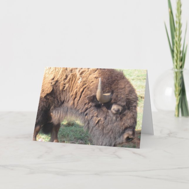 Cartão Buffalo (Frente)