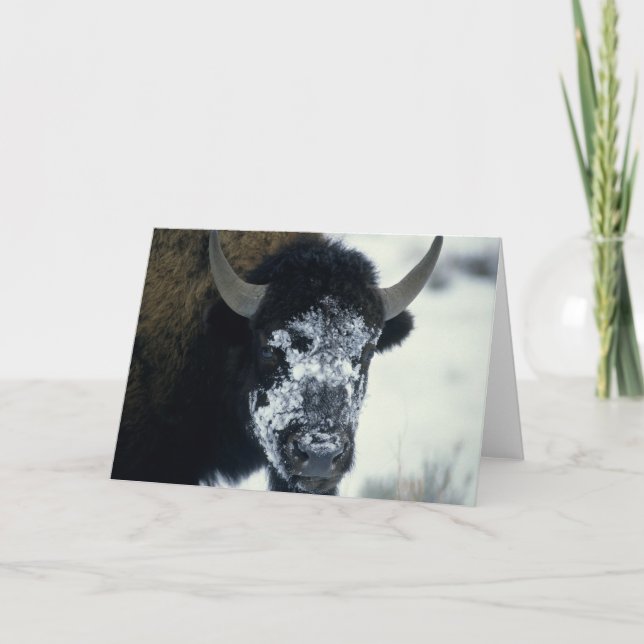 Cartão Buffalo coberto por neve (Frente)