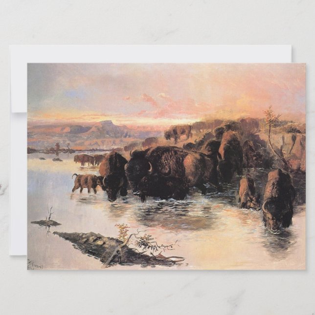 Cartão Buffalo Herd (Frente)