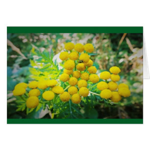 Cartão Bug Amarelo nas Flores Transy