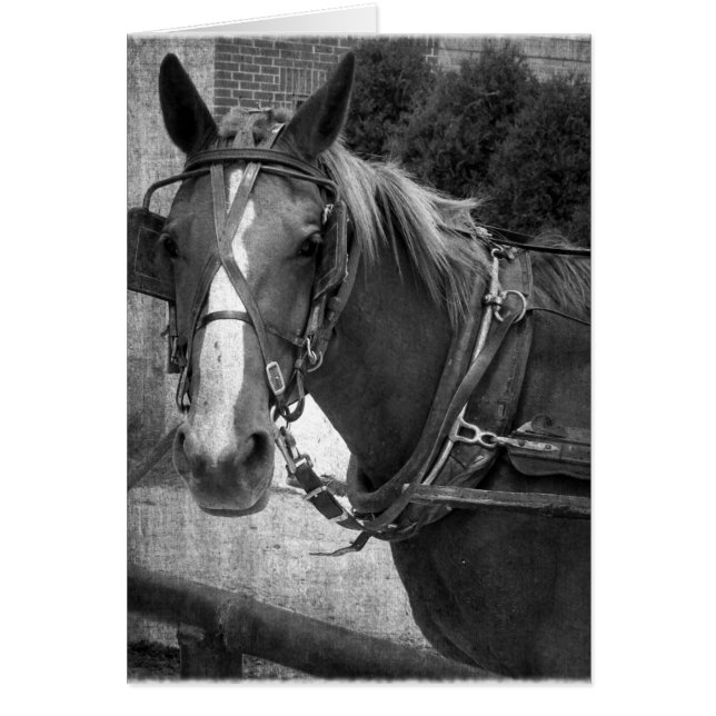 Cartão Buggy Horse no Posto Hitching (Frente)