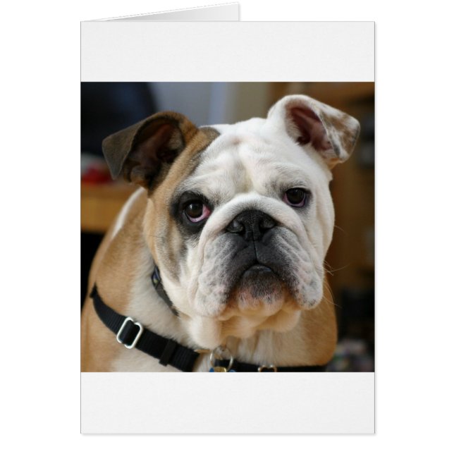 Cartão buldogue (Frente)