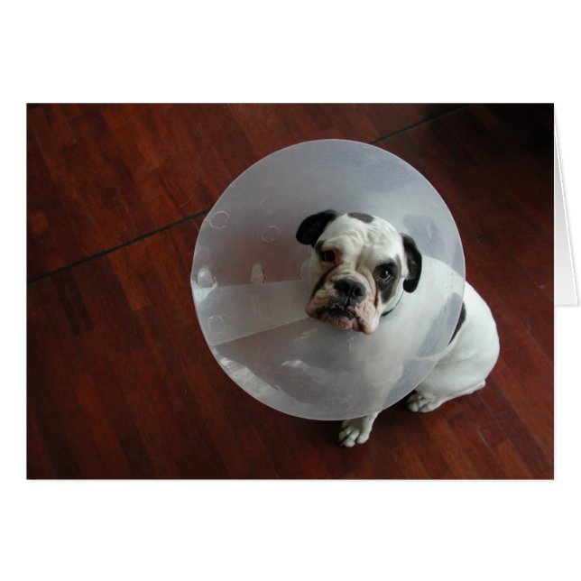 Cartão Buldogue Francês (Frente Horizontal)