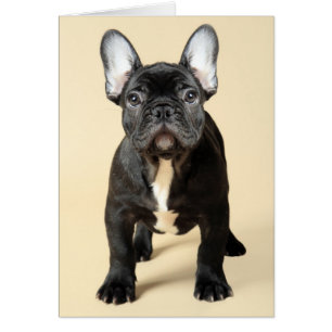 Cartão Buldogue Francês