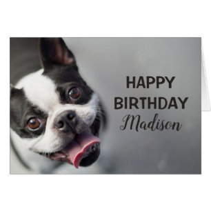 Cartão Buldogue francês das imagens   de Getty