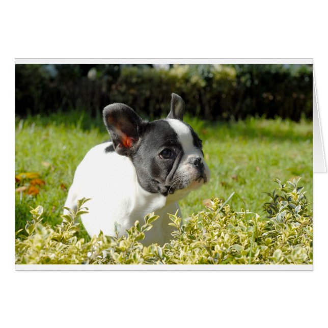Cartão Buldogue francês fofo na grama (Frente Horizontal)
