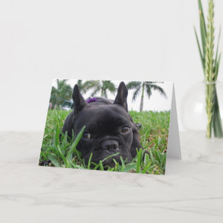 Cartão Buldogue francês na grama